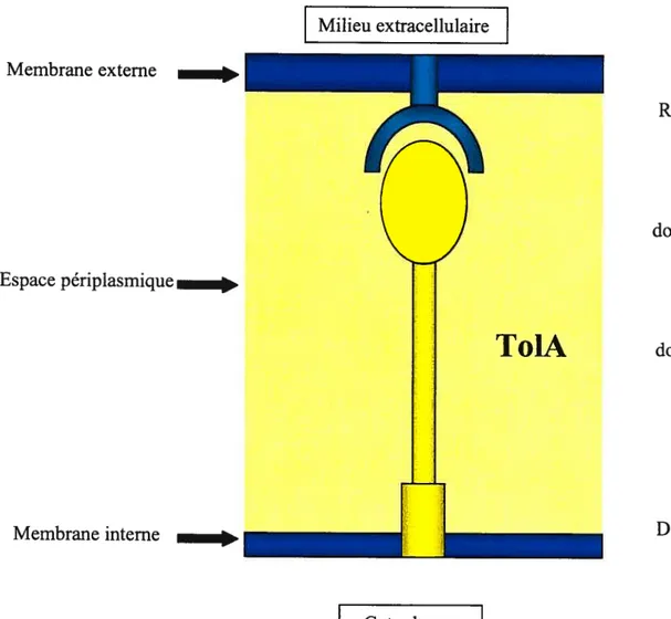 Figure 4 Représentation schématique de la protéine TolA Membrane externe Espace périplasmique Membrane interne Milieu extracellulaire ToIA Récepteur domaine IIIdomaine IIDomaine I Cytoplasme