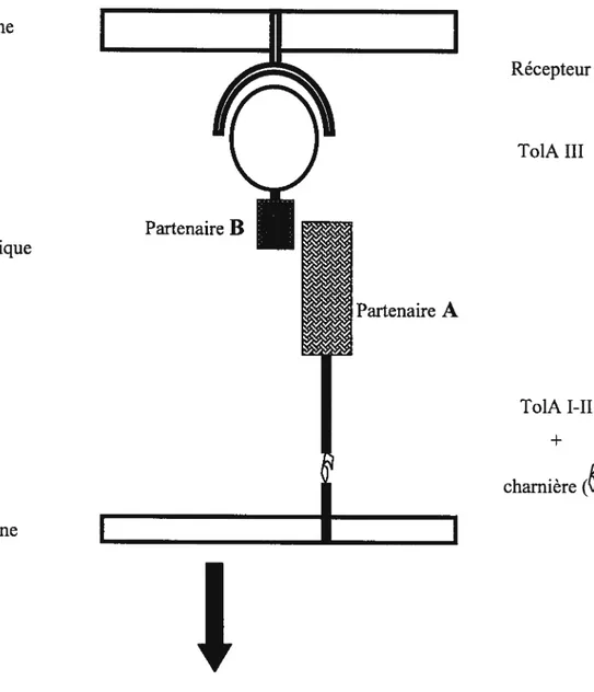 Figure 6: Représentation schématique du système de double hybride basé sur TolA Membrane externe Espace périplasmique Membrane interne I I RécepteurTo1A III To1A I-II+charnière ()