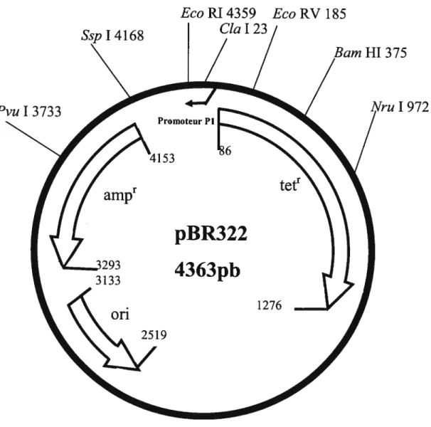 Figure 7: Carte de restriction de pBR322.