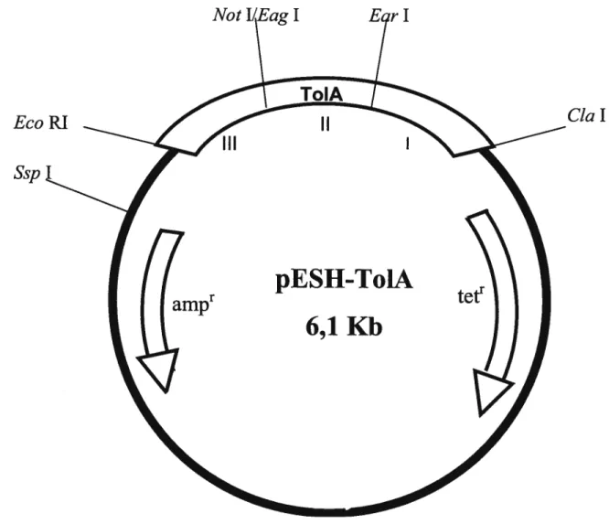 Figure 8: Carte de restriction de pESH-ToIA.