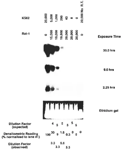 Fig. 2.2 Representative amplification of mRNA by quantitative RT-PCR. Expression of