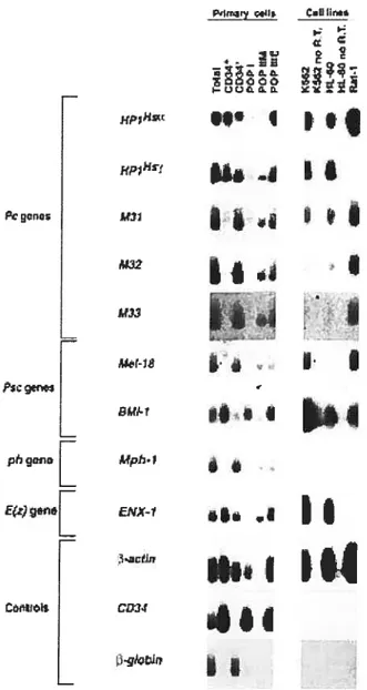 Fig. 2.3 Expression of mammalian Pc-G genes in purified bone rnarrow CD34 subpopulations