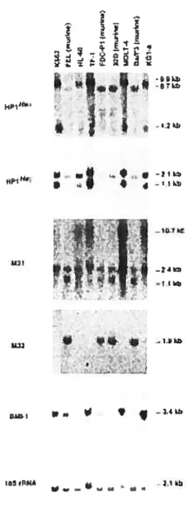 Fig. 2.4 Northern blot analysis showing the expression of selected members ofthe ?c-G family in human and murine hematopoietic ceil unes