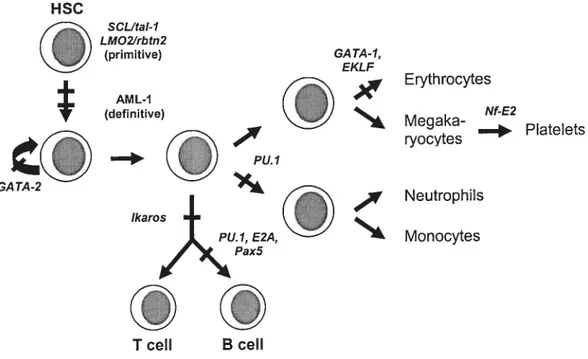 Fig. 1.1 Schematic representation indicating the position of essential function of sorne transcription factors known to be active in hemopoiesis