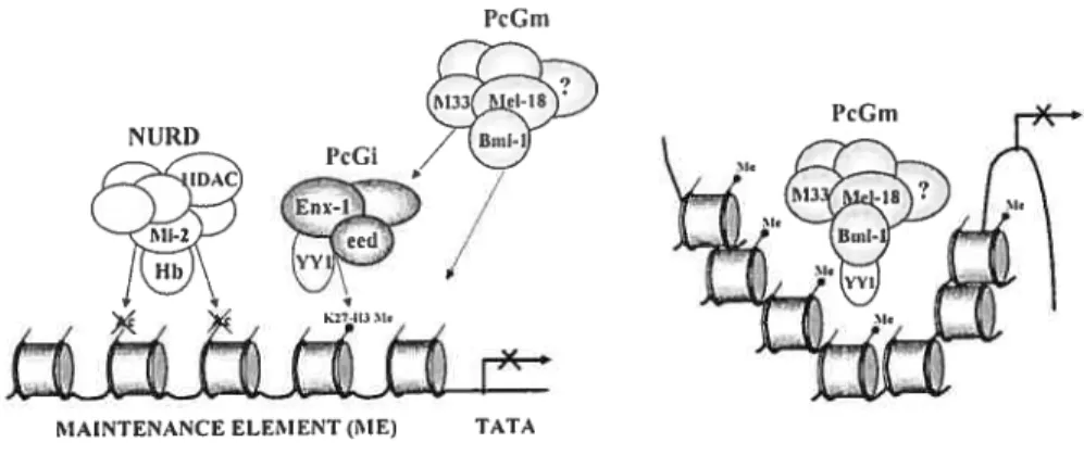 Fig. 1.2 Schernatic representation of the functional interaction between the PcGe and PcGm complexes in regulating gene expression through epigenetic modification of chrornatin structure