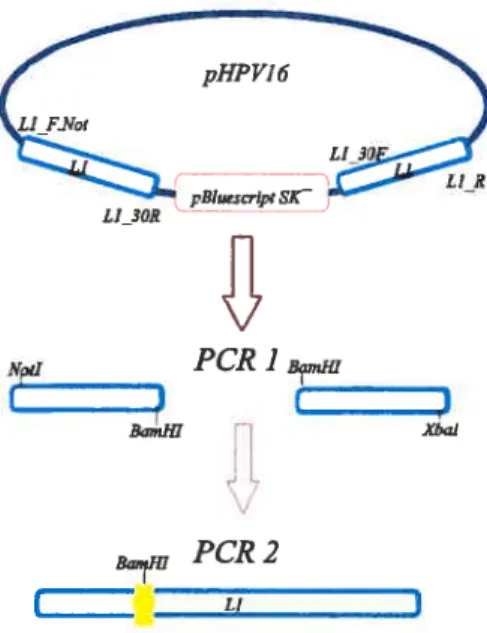 Figure 5. Stratégie pour l’amplification du gène de la protéine Li de FIPV16 à partir du plasmide pHPV16