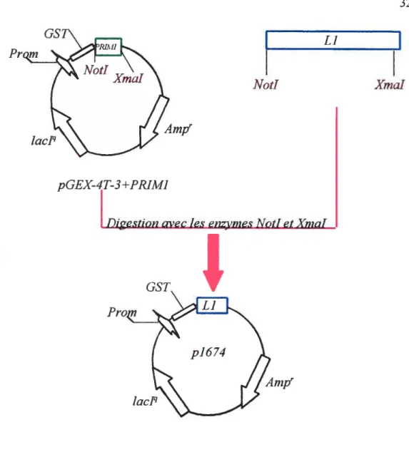 Figure 6. Construction du plasmide p1674. Le vecteur (le plasmide pGEX-4T-3+PRIIvII) et l’insert (le gène de la protéine Li de HPV16) ont été digérés avec les enzymes de restriction NotI et XmaI