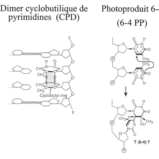 Figure 1 Les dirners de pyrirnidines