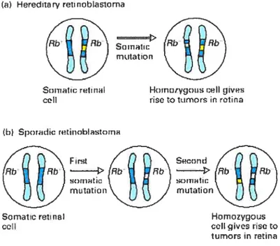 Figure 2. Rôle des mutations somatiques spontanées dans le rétinoblastome, une maladie chez l’enfant marquée par des tumeurs rétiniennes