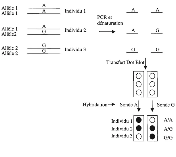 Figure 19. Méthode de génotypage par l’approche PCR-ASO.