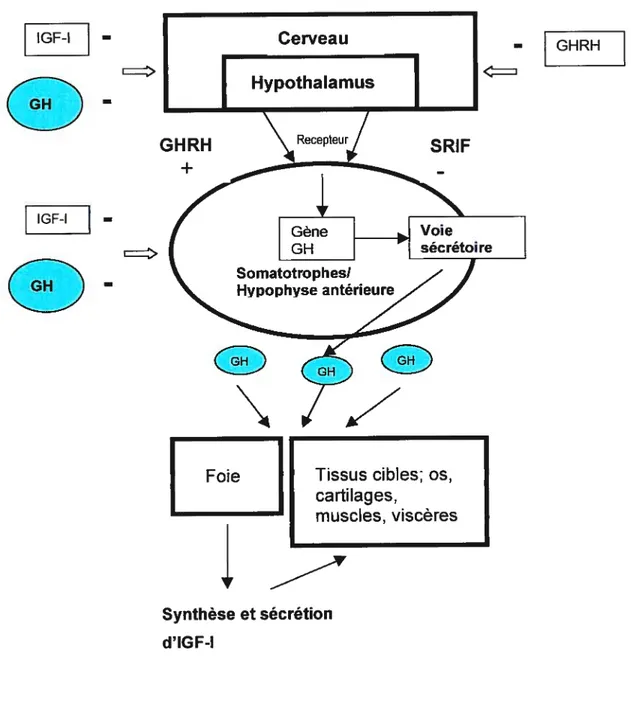 Fig. 1: Régulation de la sécrétion de l’hormone de croissance dans la cellule somatotrope par le GHRH et la SRIF hypothalamique ainsi que les rétrocontrôles négatifs par le GHRH, la GH et l’IGF-l.
