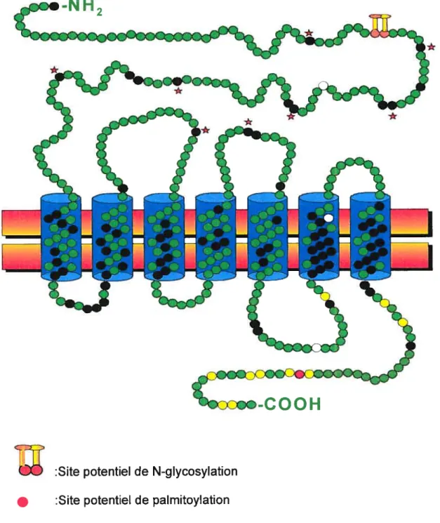 Fig. 2: Structure du récepteur de rat du facteur de libération de l’hormone de croissance.