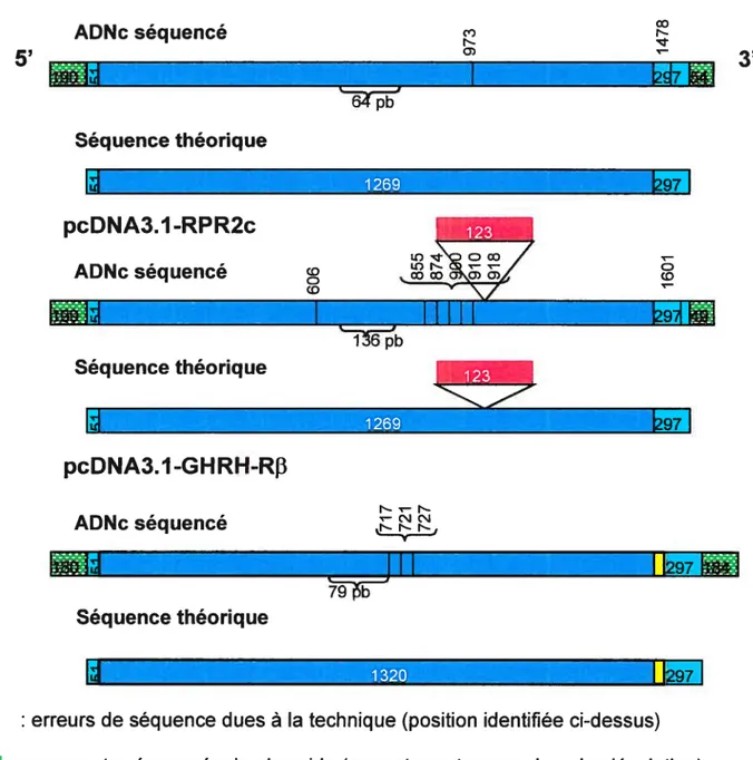 Fig. 4. Représentation schématique des résultats de séquençage des trois constructions pcDNA3