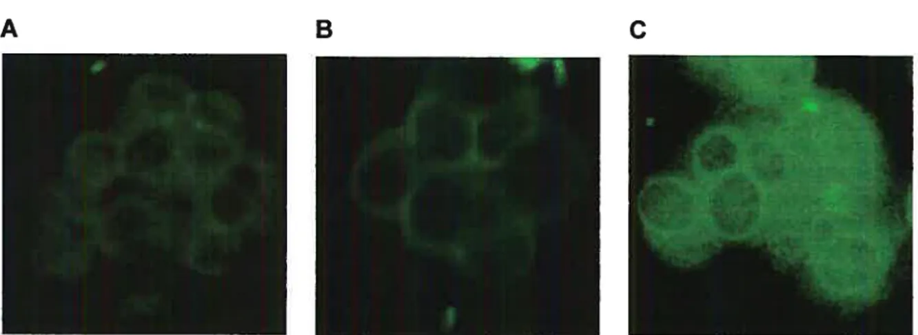 Fig. 6. Visualisation par immunofluorescence du GHRH-R dans les cellules BHK 570 transfectées de façon stable avec pcDNA3.1-RPR18c (A), sauvages (B) et transfectées avec hGHRH-R (C).