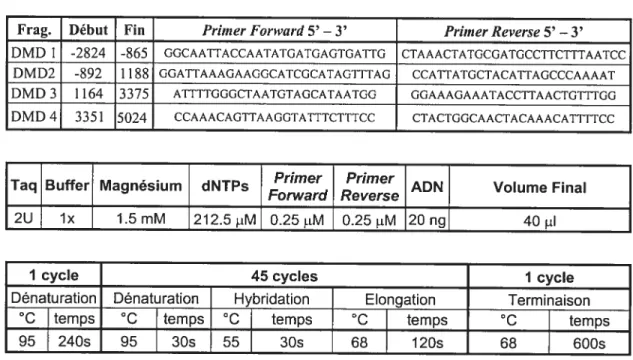 Tableau VIII Conditions d’amplification des différents fragments utilisés pour le génotypage des polymorphismes du système Dys44