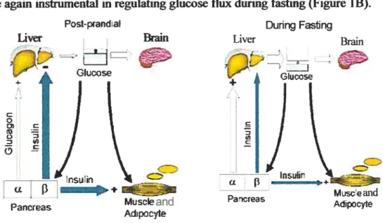 Figure 1. Glucose homeostasis (A) postprandially and (B) during fasling. A. After a meal, the intestine will absorb glucose and there wilI be an increase in plasma glucose levels (&gt; 5.5 mM)
