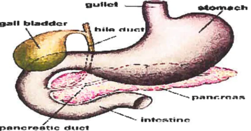 figure 2. Anatomy of the pancreas. The right side of the organ (called the head) is the widest part ofthe organ and lies in die curve ofthe duodenum, the first division of the small intestine