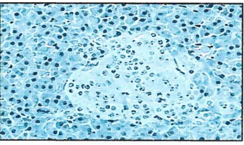 figure 3. Islet histotogic image.