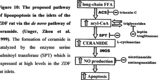 Figure 10: The proposed pathway of lipoapoptosis in the islets of the ZDF rat via the de novo pathway of ceramide
