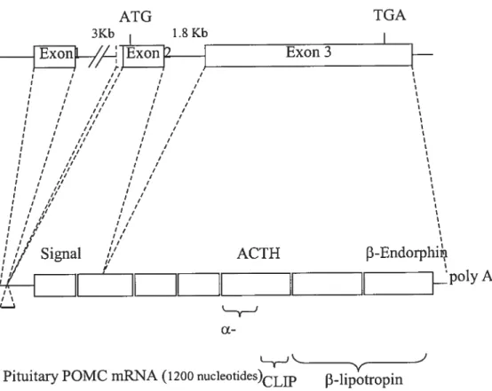 figure 1.3 Stucture of the POMC Gene and niRNA