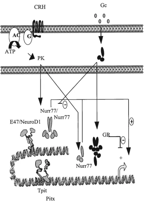 Figure 1.6 Hormonal Regulation of FOMC Expression