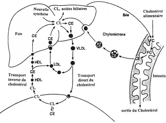 Figure 2 : Transport plasmatique du cholestérol : Le cholestérol alimentaire est transporté vers le foie par les chylomicrons