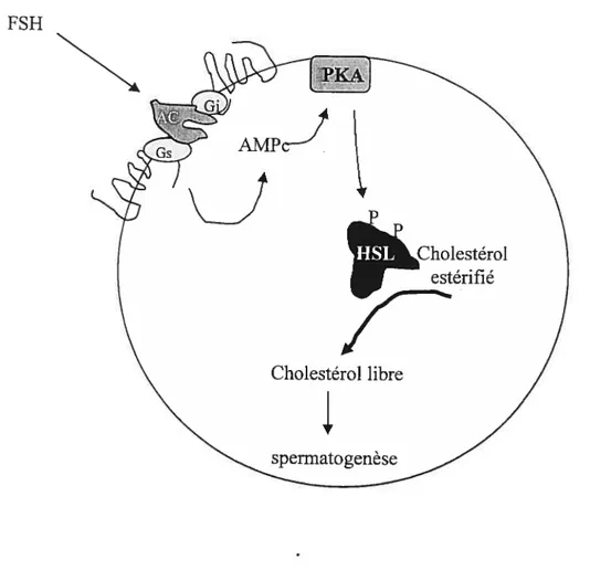 Figure 5 : Régulation dc la H$L: La FSH active la protéine Gs et l’adénylate cyclase, ce qui génère de l’AMPc qui à son tour active la protéine kinase A