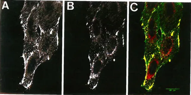 Figure 2. Colocalization of AMF-R and caveolin by confocal microscopy. Viable NIH-3T3 ceils were labeled for celi surface AMF-R at 4°C (A) and for caveolin