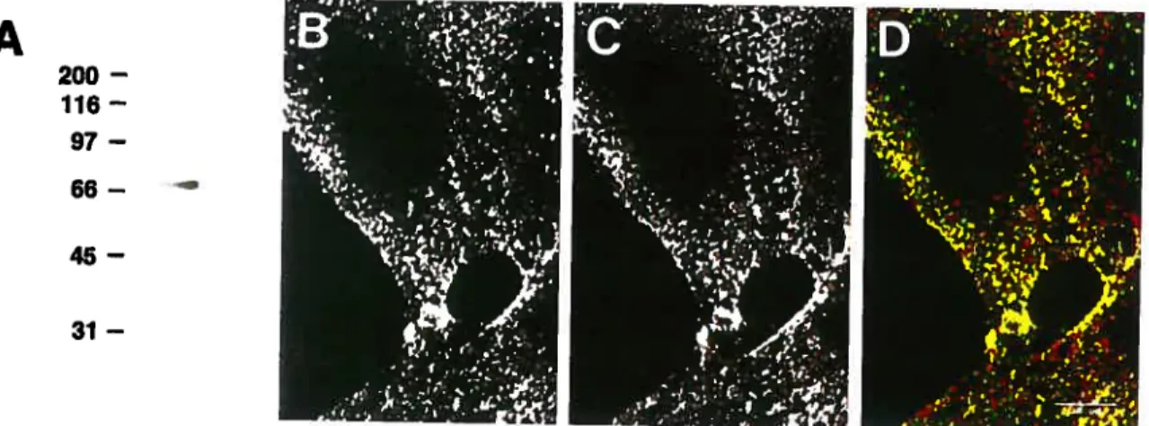 Figure 3. bAMF and anti-AMF-R mAb colocalize on the ceil surface. bAMF migrated as a single band in protein blots revealed with HRP-streptavidin (A)