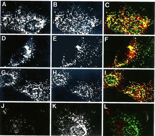 Figure 5. Localization of internalized bAMF to AMF-R tubules by confocal microscopy. NIH-3T3 celis were pulse labeled with bAMF at 37°C for 1 h in regular medium (A-F) for J h in medium acidified to pH 5.5 to disrupt clathrin mediated endocytosis (G-l), or