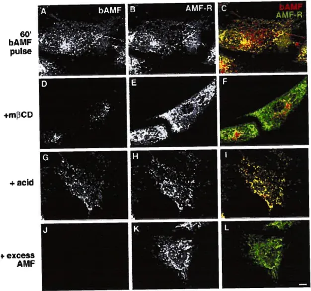 Figure J: Dual internalization pathways of AMF-R. NIH-3T3 ceils were pulse Jabeled with 25 pglml bAMF for 60 minutes at 37°C in complete medium (A-C),