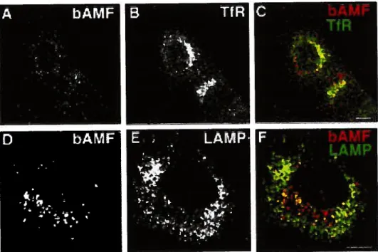 Figure 2: Clathrin-mediated bAMF endocytosis delivers bAMF to a TfR and LAMP-i negative compariment