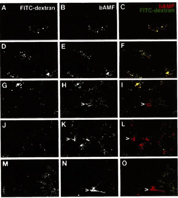 Figure 4: Cointernalization of bAMF wiIh the fluid phase marker FITC dextran. NIH-313 ceils were pulse Iabeled with 250 pg/mI bAMF and 5 mg/ml FITC-dextran for 15 minutes at 37°C and either not chased (A-C) or chased for 15 (D-F), 30 (G-I), 60 (J-L) or 120