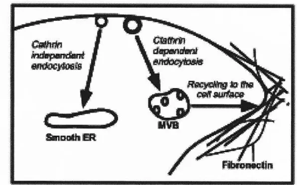 Figure 71: Dual pathways 0f AMF/AMF-R internalization.