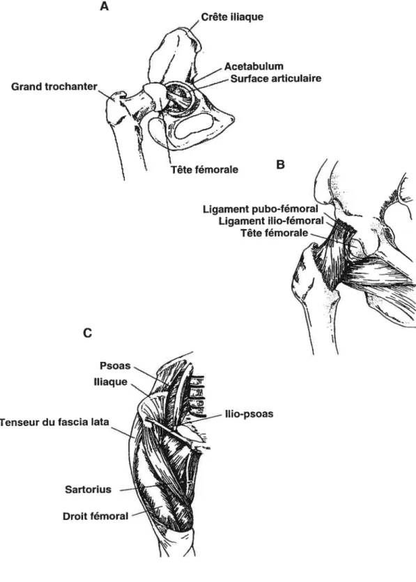 Figure 2.1 : Anatomie de la hanche. A: Articulation coxo-fémorale. B: Ligaments antérieurs