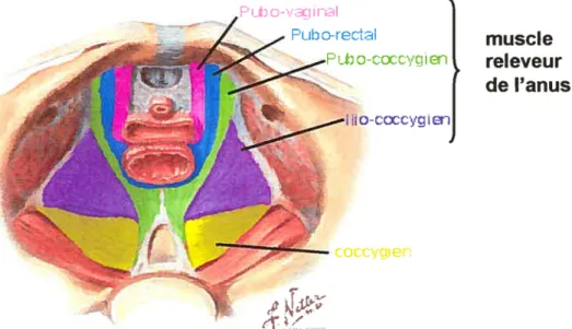 Figure 2.4: Anatomie des muscles releveurs de l’anus — vue supérieure