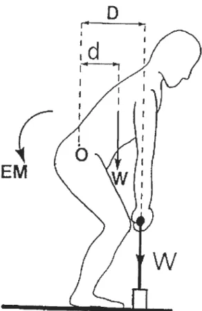 Figure 2. Mesures pour le calcul du moment de force des extenseurs du dos en position semi acroupie: L5/S1 (O), bras de levier (D et d), la masse du haut du corps (w) et la force enregistrée au niveau de la cellule de force (W).