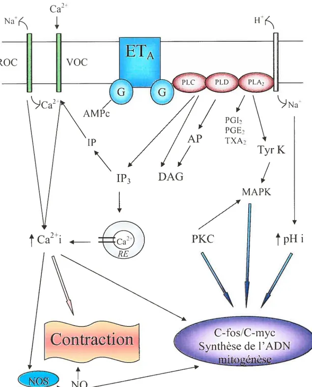 Figure 4. Mécanisme d’action de t’ET-i