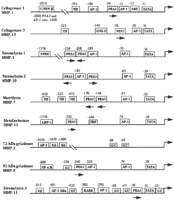 Figure 6. Promoteurs des MMP humains