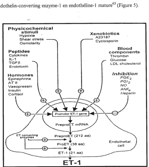Figure 5: Formation de J’endothéline et facteurs d’influence