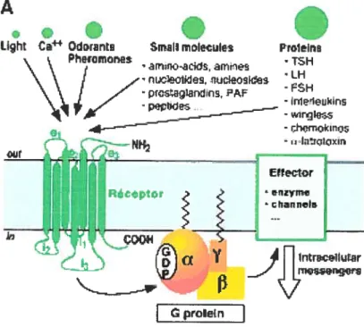 Figure 1. Diversité des messagers qui activent les RCPG