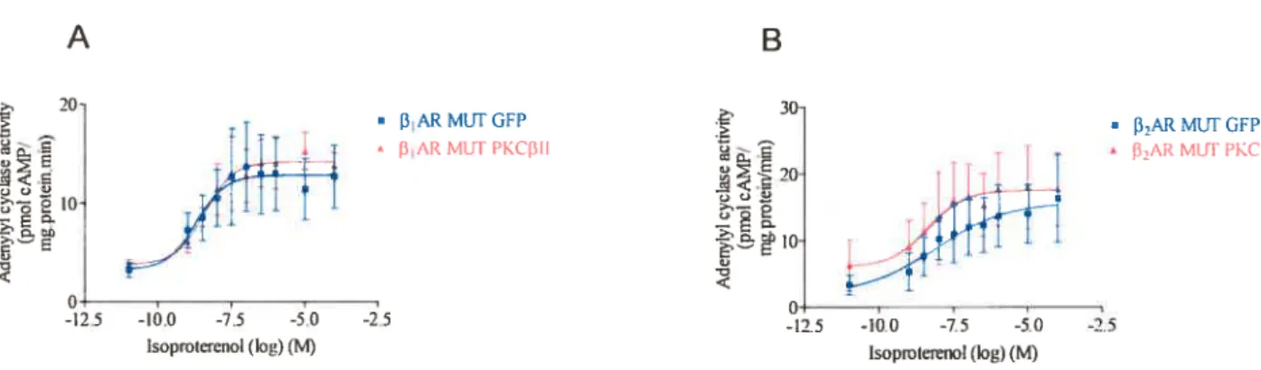 Figure 4. Effects of mutating fi1AR and /J2AR phosphorylation sites on CA-PKC effect. Mutation of consensus PKAJPKC sites of 1AR (S3OYA) and f32AR (S261A; S262A; S345A; S346A) prevented PKCII (A) and PKCŒ (B) effects, respectively