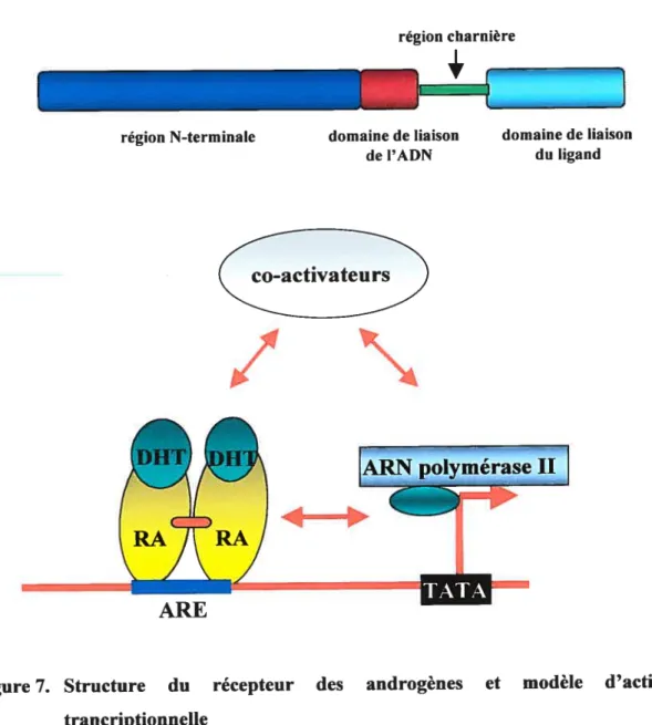 Figure 7. Structure du récepteur des androgènes et modèle d’activation