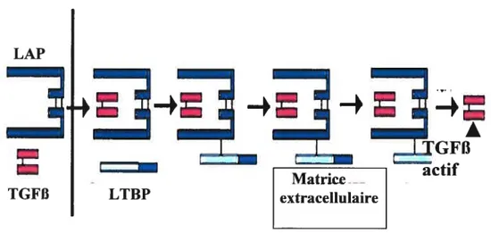 Figure 8. Mécanisme de régulation de l’activité biologique du TGF-p Tirée et adaptée de Tabibzadeh, 2002.