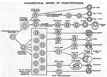 Figure 1. Représentation schématique de l’hématopoïèse normale[ 1$]; 1g: immunoglobuline; CFU : unité formatrice de colonies; BFU : unité formatrice de blastes; E : erythroïde; G : granulocyte; M : macrophage; meg : mégarkaryocytes; mast : mastocytes