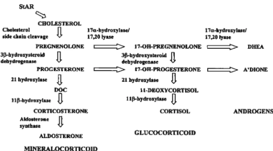 Figure 3. Stéroïdogénèse surrénalienne[72].
