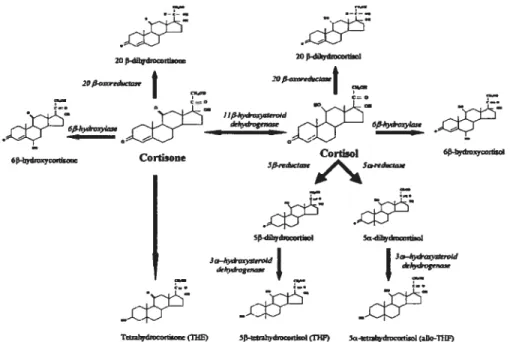 Figure 4. Métabolisme des corticostéroïdes[72].