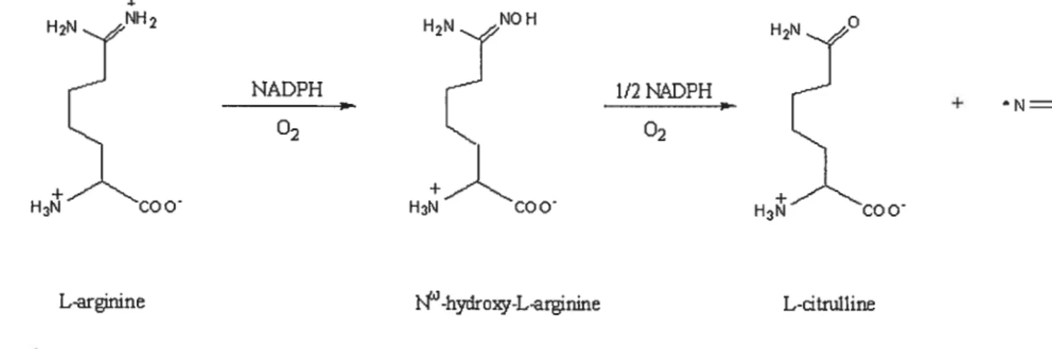 Fig. 1.4 NO production catalysed by Nitric Oxide Synthase