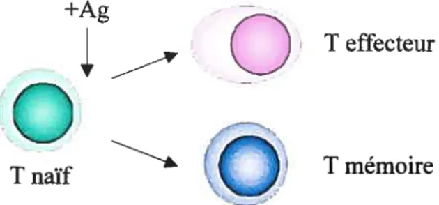 Figure 1: Représentation schématique du modèle de production des lymphocytes T mémoires par voies de différenciation différentes.