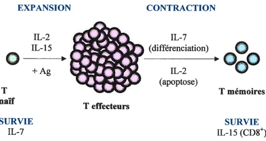figure 4: Représentation schématique de la réponse immunitaire des lymphocytes T. Suite à la reconnaissance antigénique, il y a une phase d’expansion durant laquelle les lymphocytes T naïfs prolifèrent et se différencient en lymphocytes T effecteurs